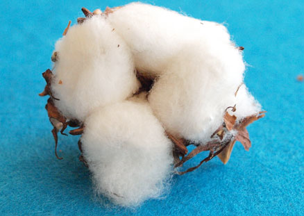 cotton